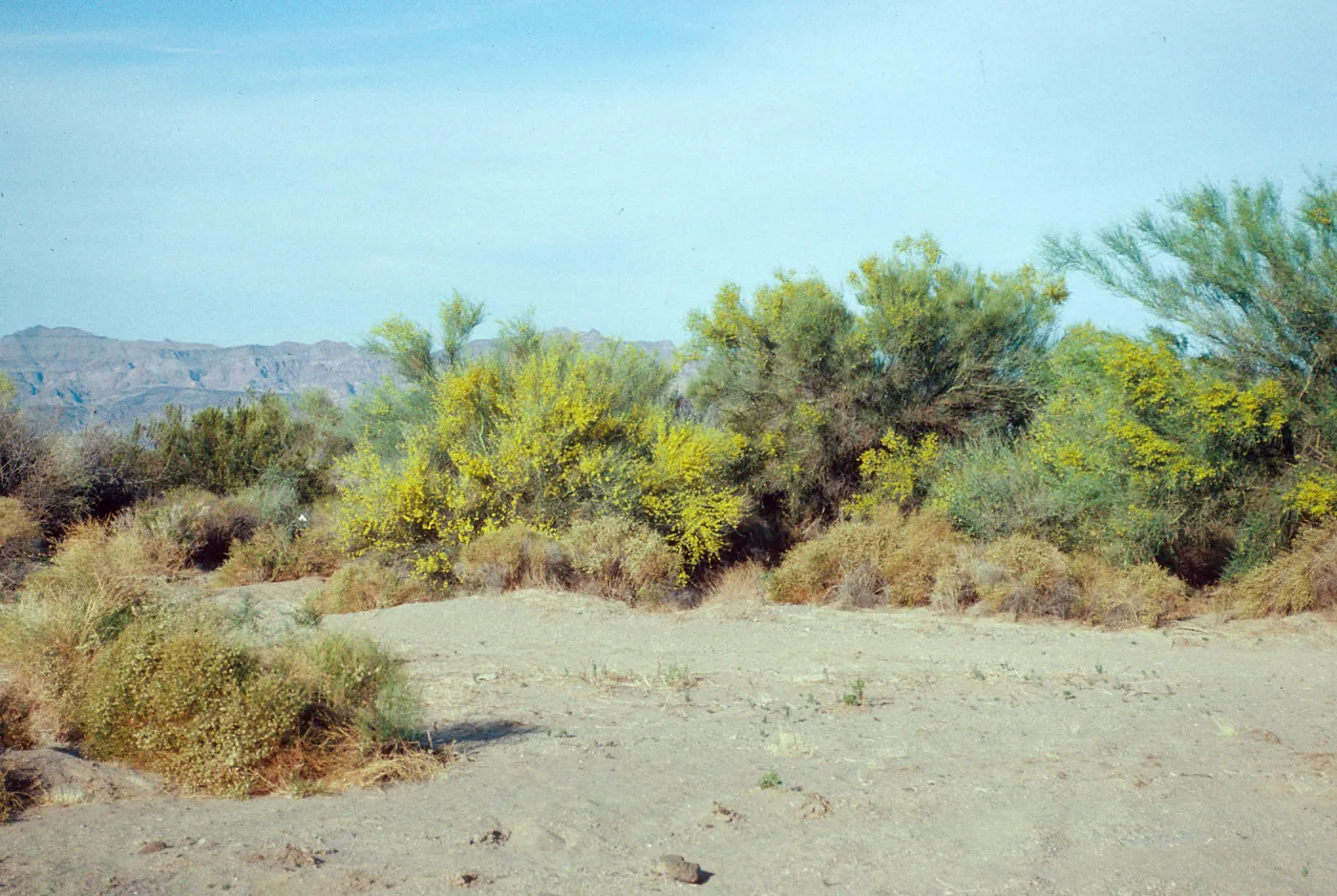 Before Vidal, Palo Verde blooms