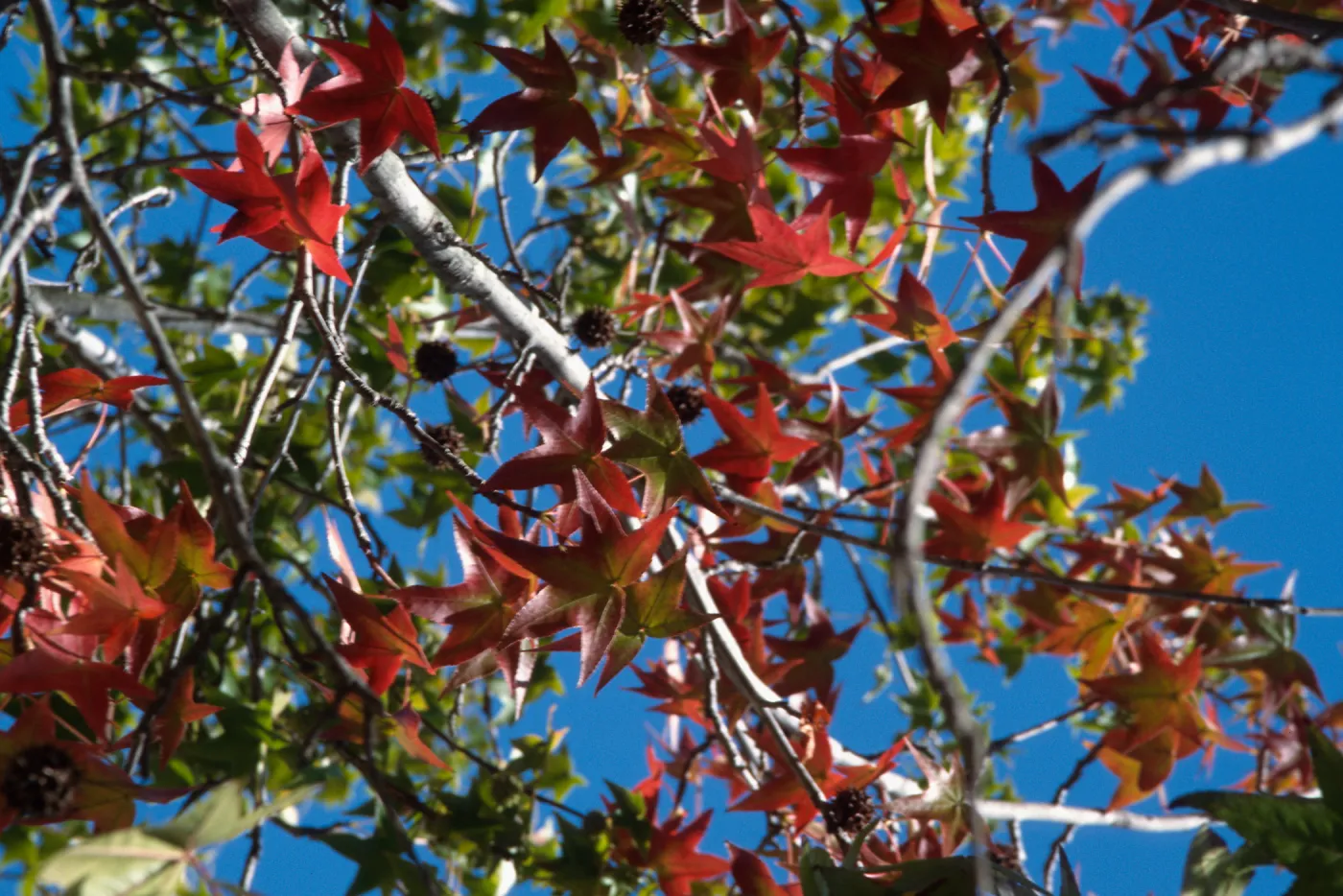 Alice Keck Park, Fall, Leaves