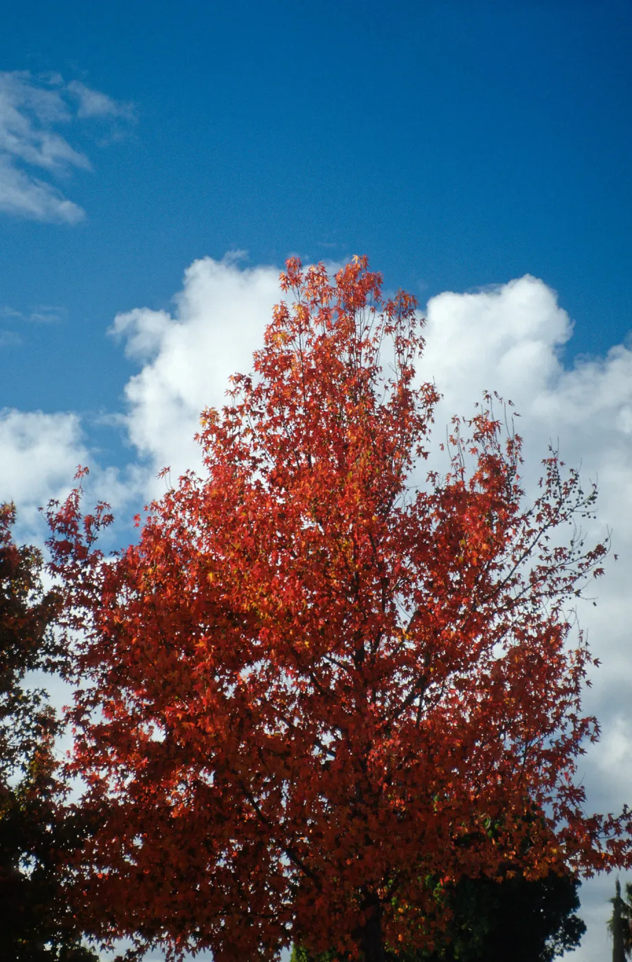 CA, Santa Barbara, In the Fall, Red Leaves