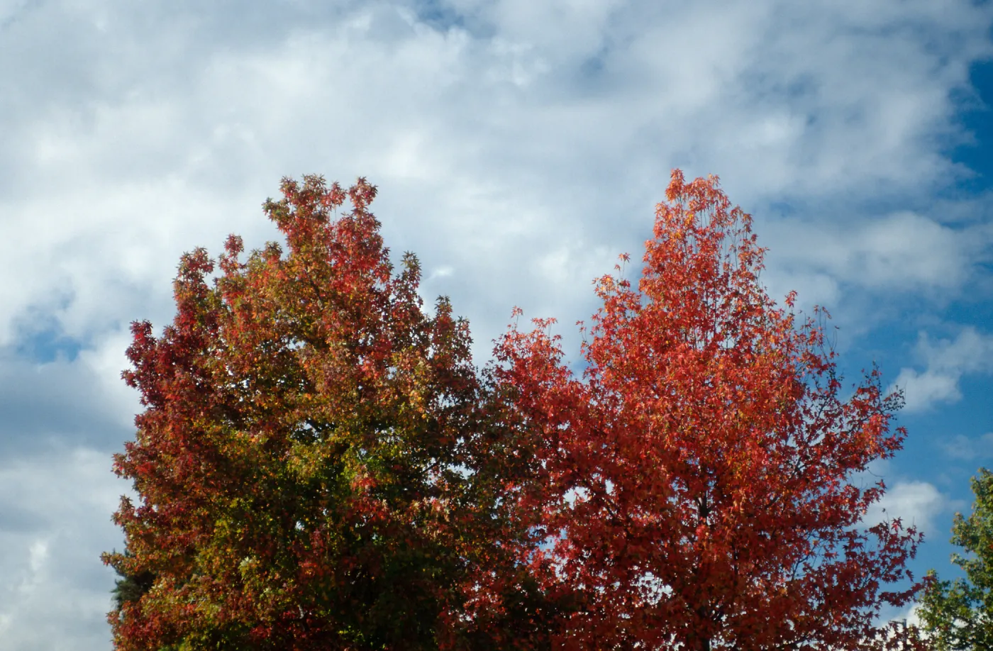 CA, Santa Barbara, Fall, red tree against the sky