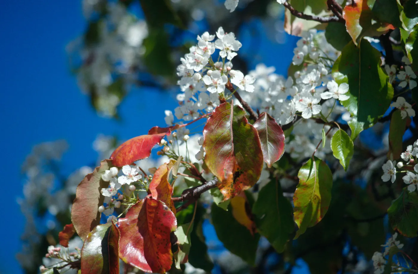 CA, Santa Barbara, Plants, flowering tree