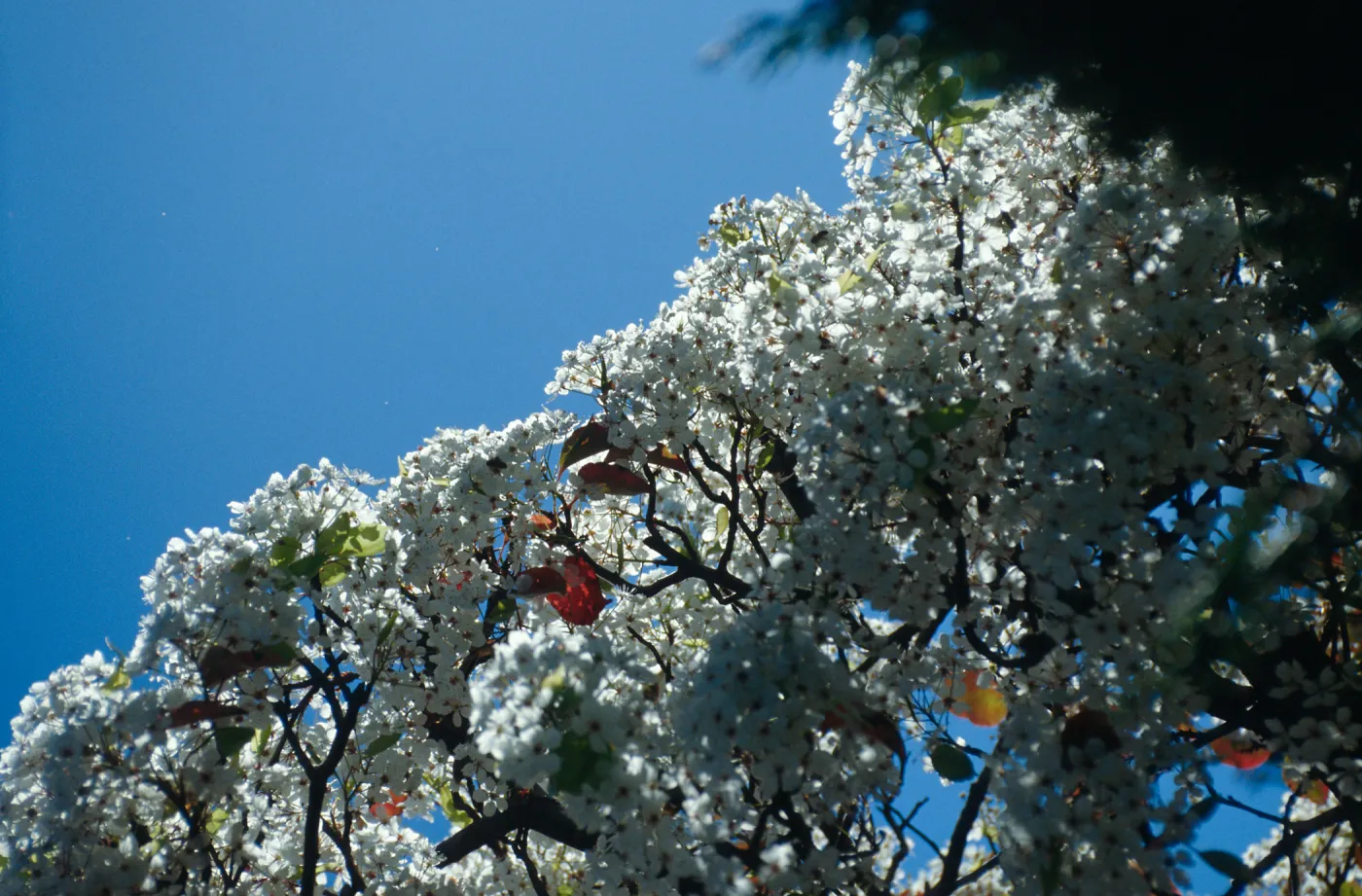 CA, Santa Barbara, Plants, flowering tree