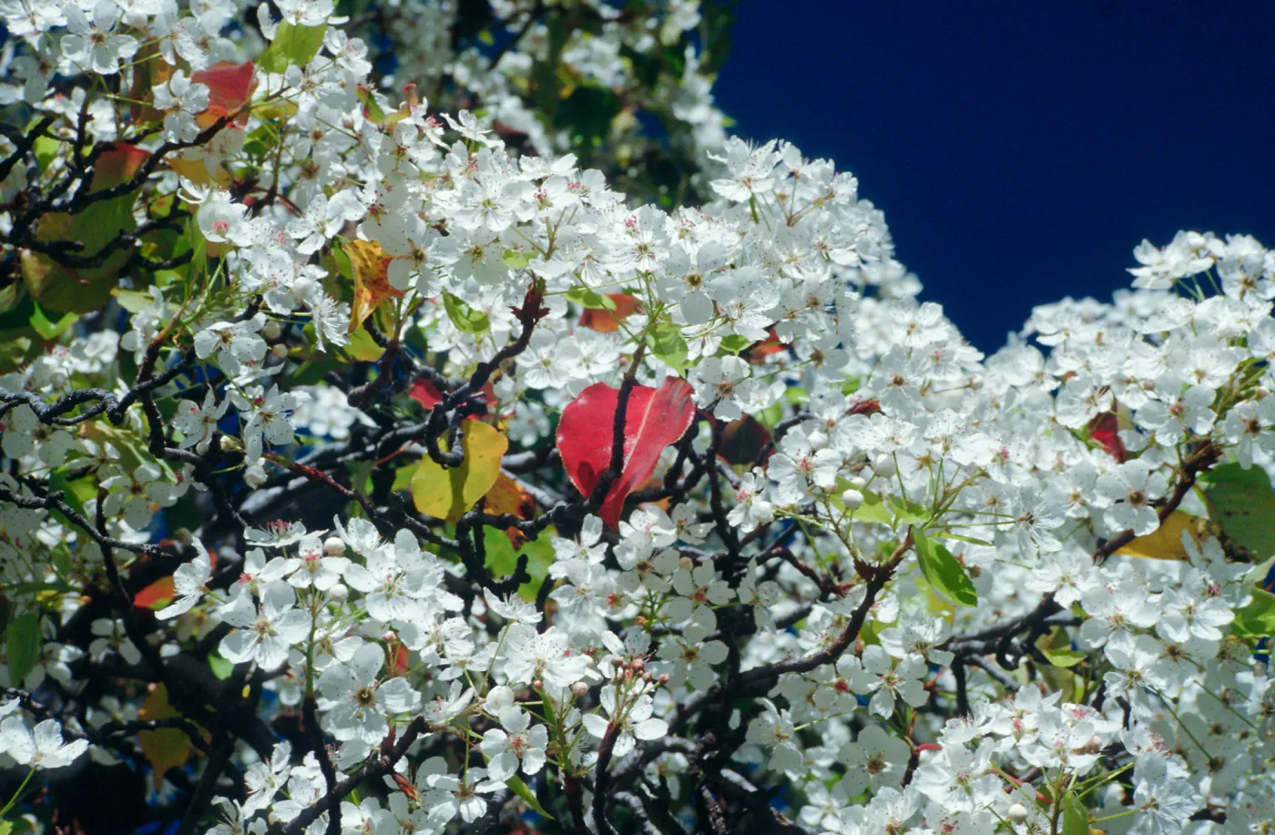 CA, Santa Barbara, Plants, flowering tree