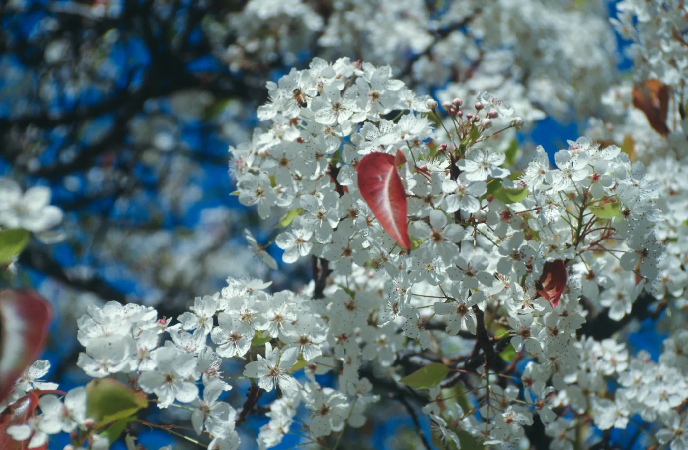 CA, Santa Barbara, Plants, flowering tree