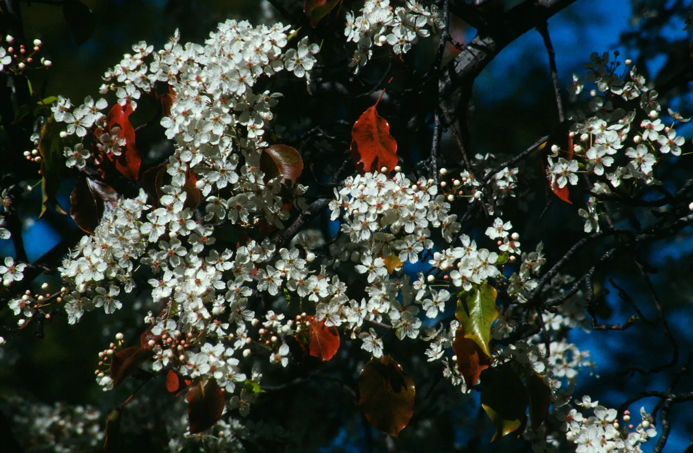 CA, Santa Barbara, Plants, flowering tree
