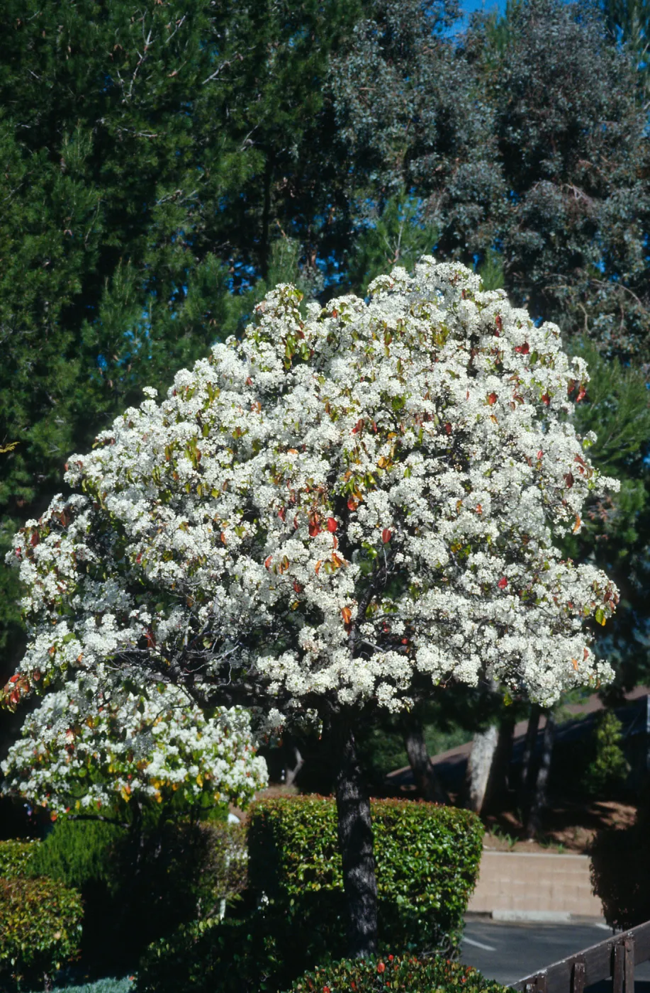 CA, Santa Barbara, Plants, flowering tree