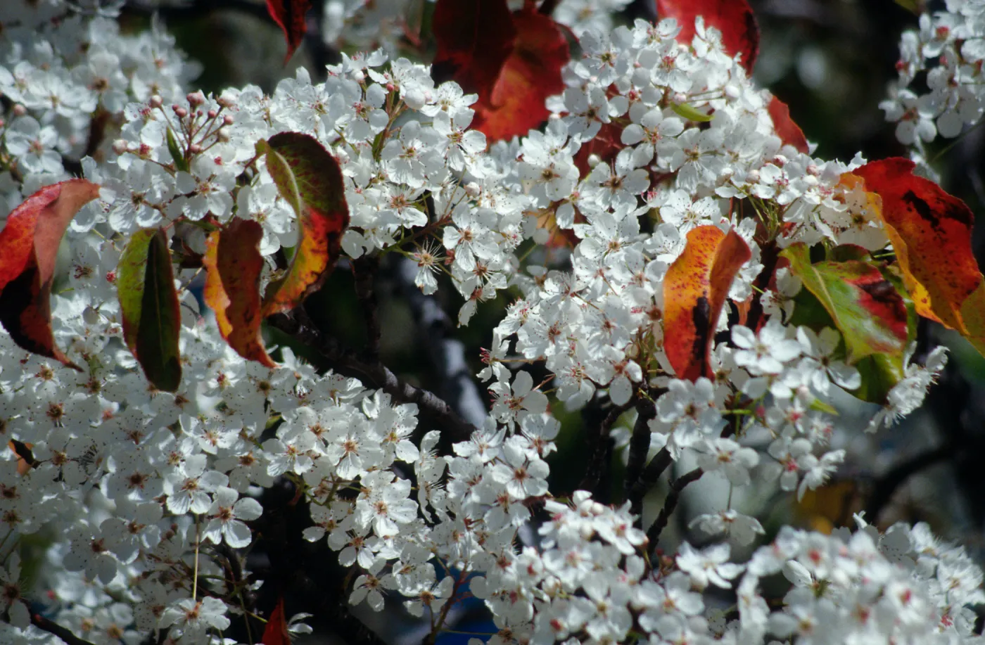 CA, Santa Barbara, Plants, flowering tree