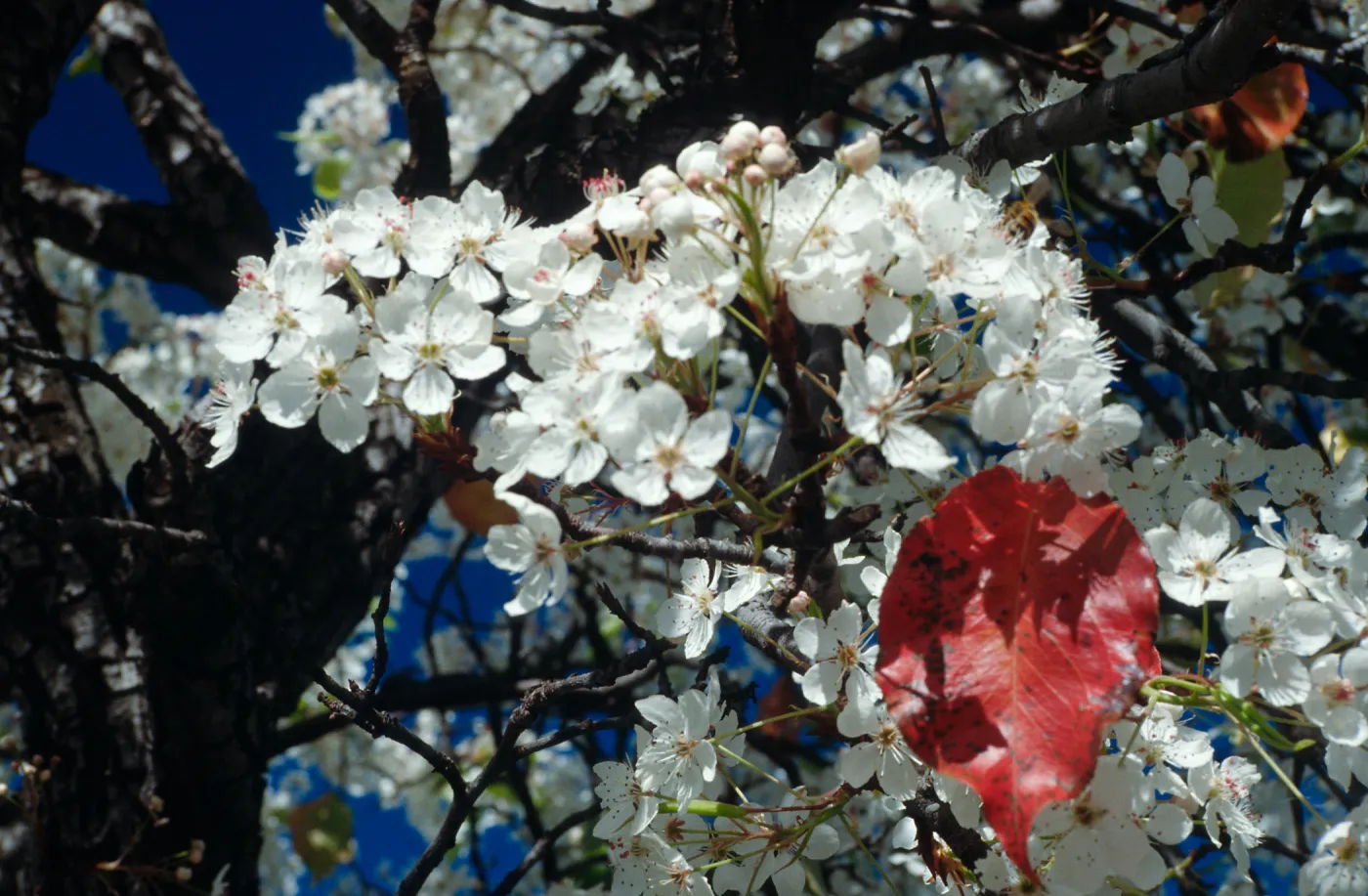 CA, Santa Barbara, Plants, flowering tree