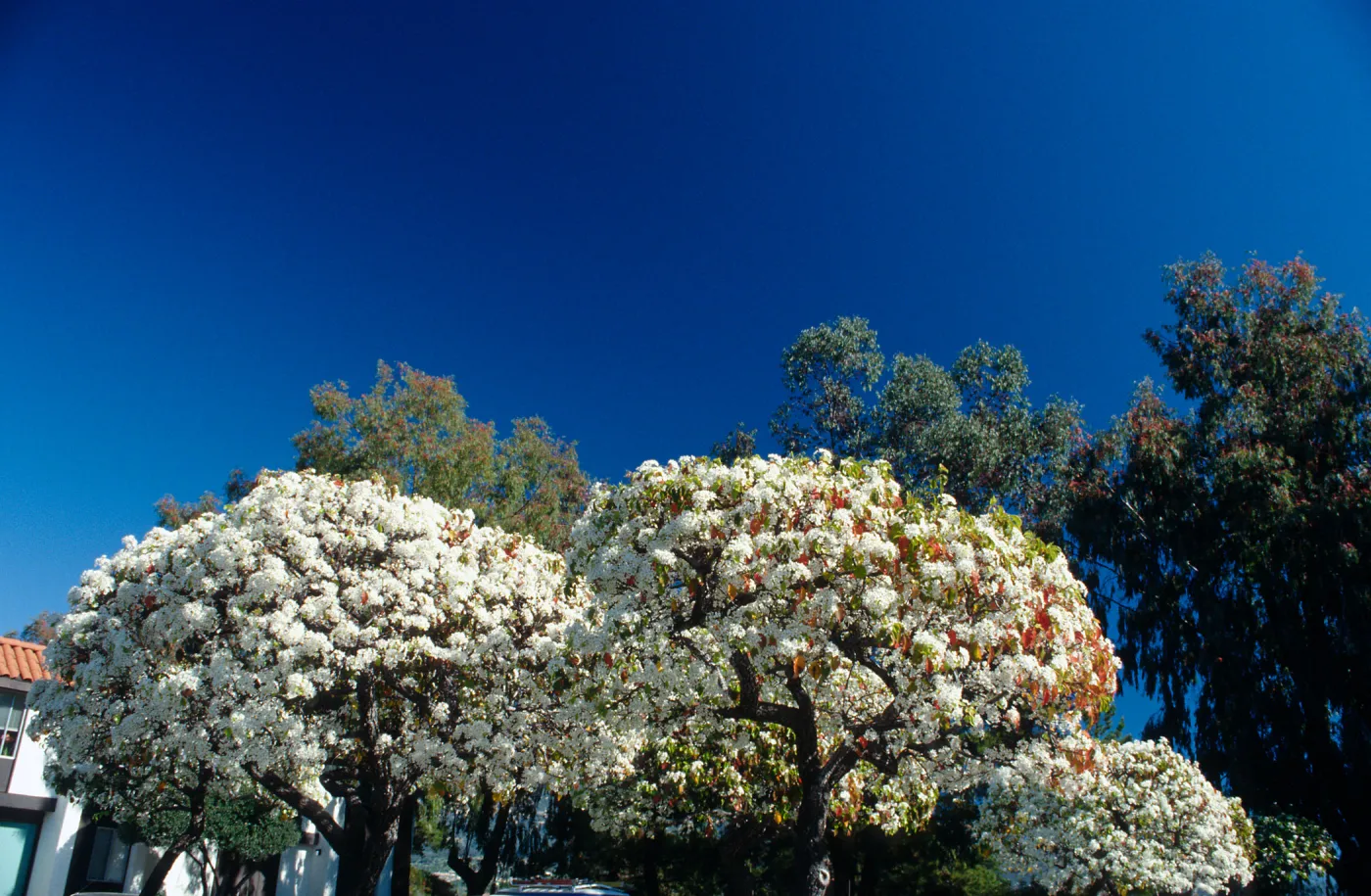 CA, Santa Barbara, Plants, flowering tree
