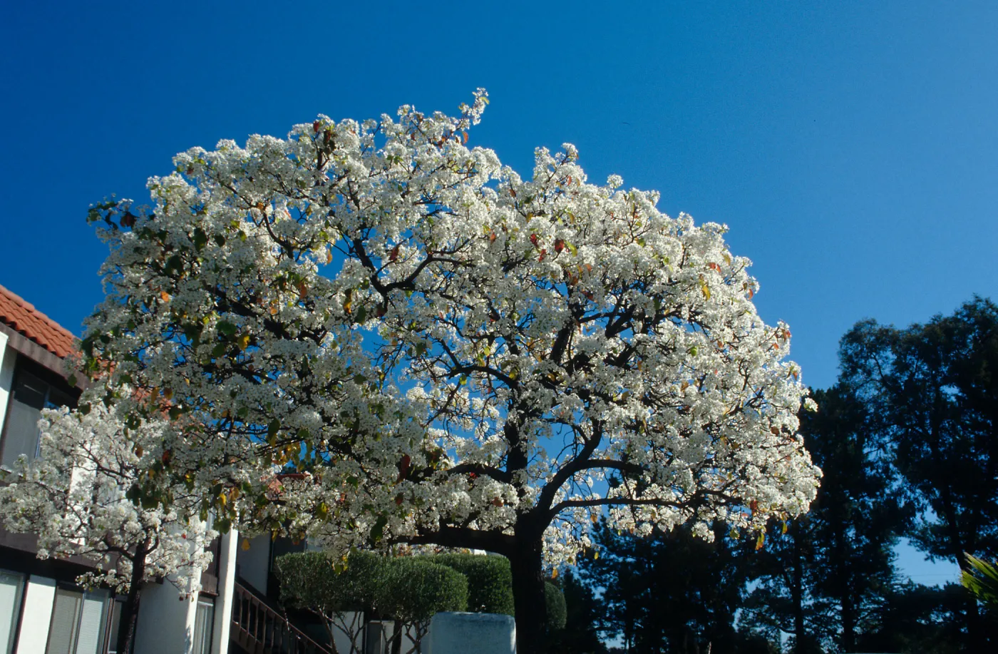 CA, Santa Barbara, Plants, flowering tree