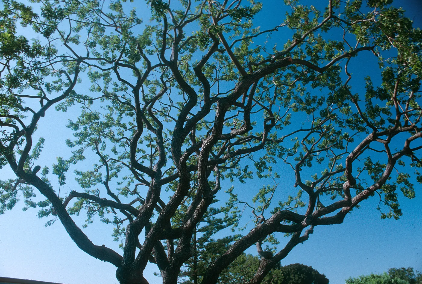 CA, Santa Barbara, Trees- Tops Only- Mobile Home Garden, Pruned Tree, Gnarled Branch, Stuct.