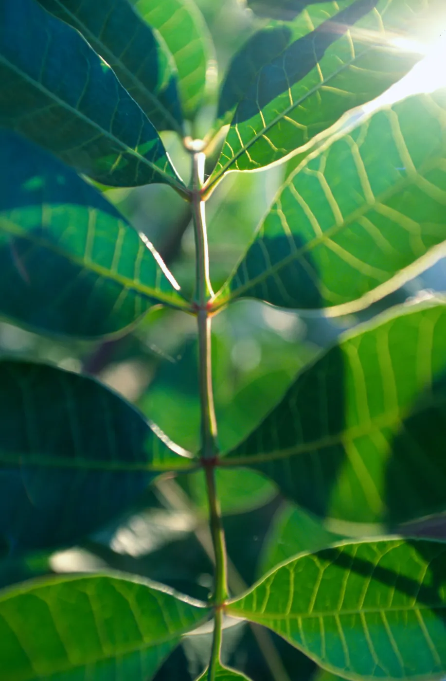 CA, Santa Barbara, Tree tops: just leaves
