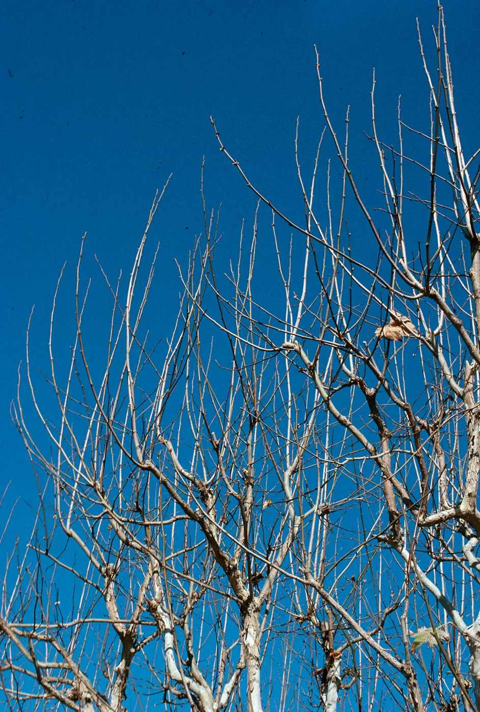 CA, San Juan Capistrano, Tree tops