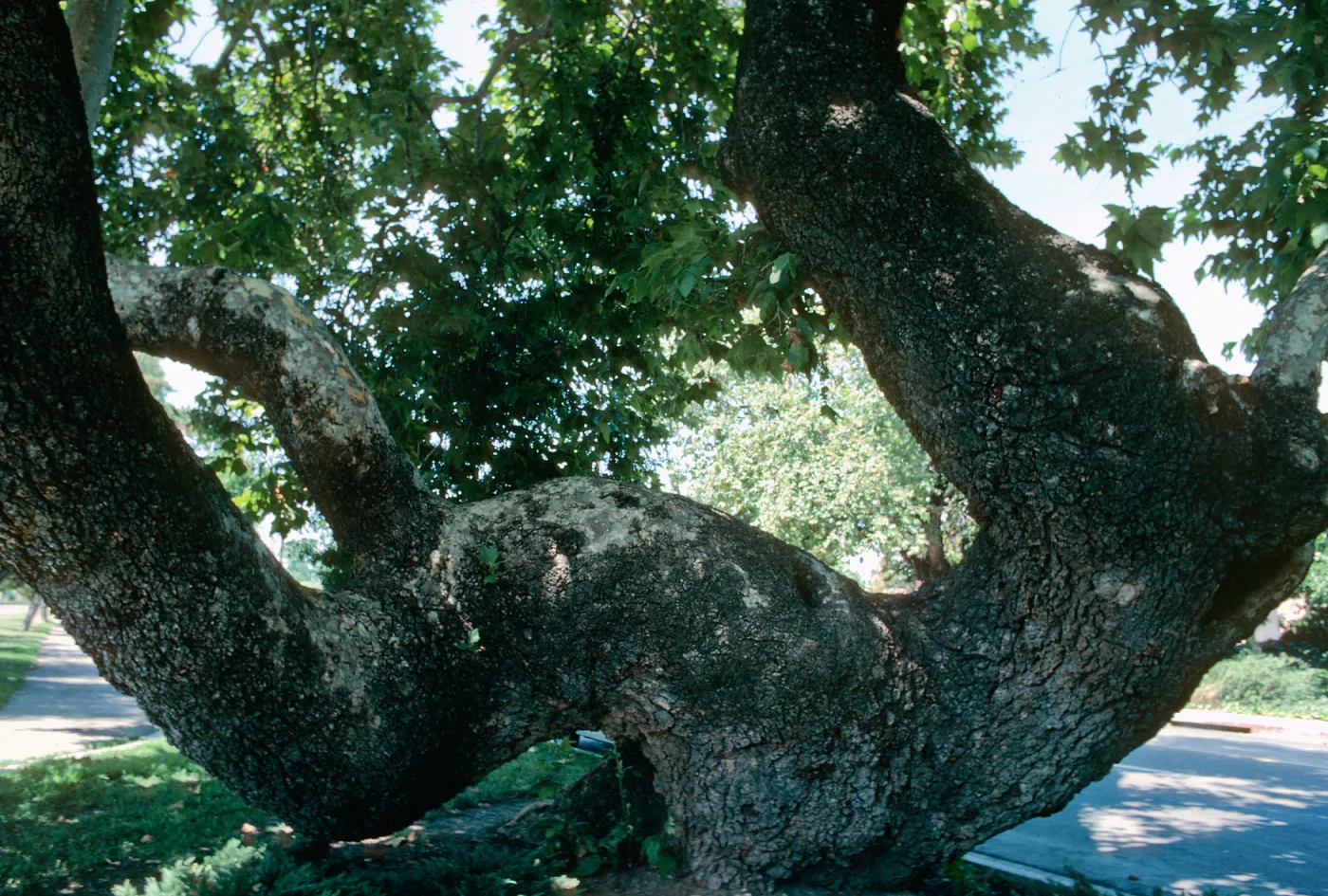 CA, San Juan Capistrano, Trees: Trunks and bark- Old tree