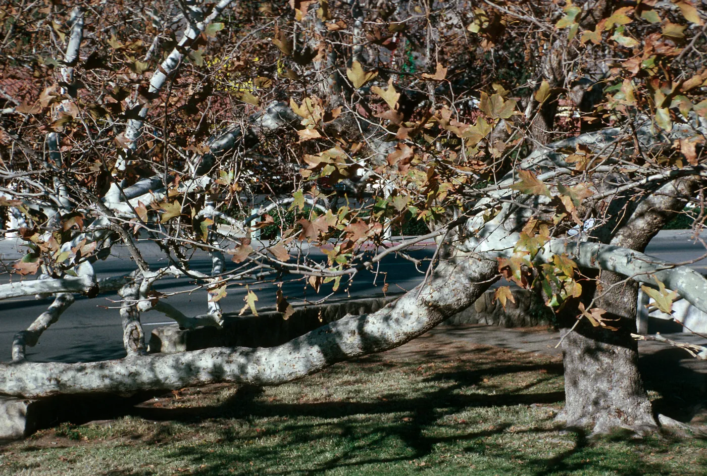 CA, San Juan Capistrano, Trees: Trunks and bark-Education Center, Tree