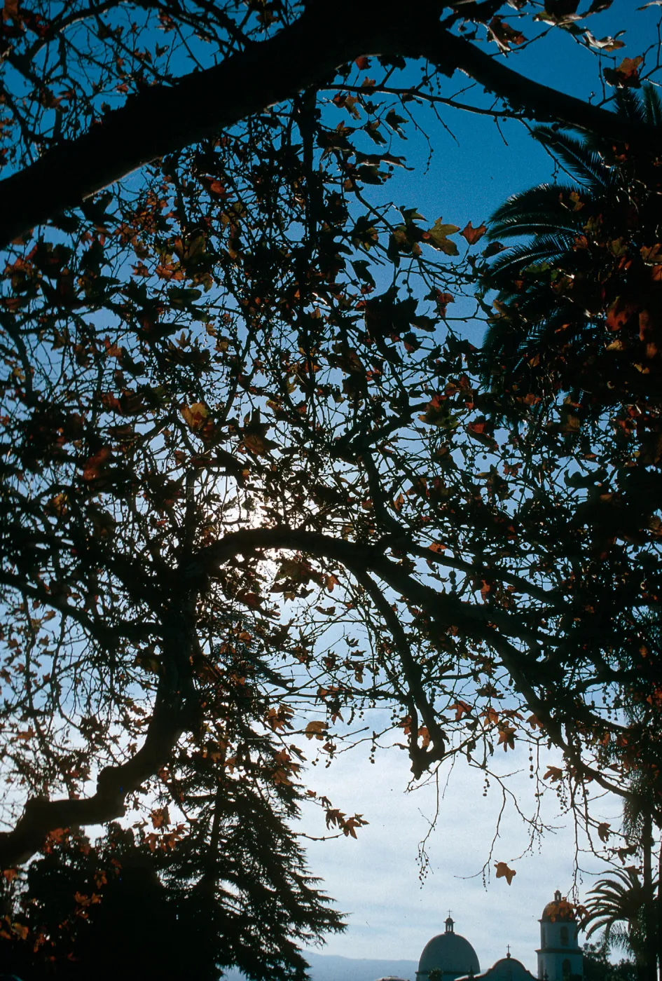CA, San Juan Capistrano, Trees: Trunks and bark-Education Center, tree & church