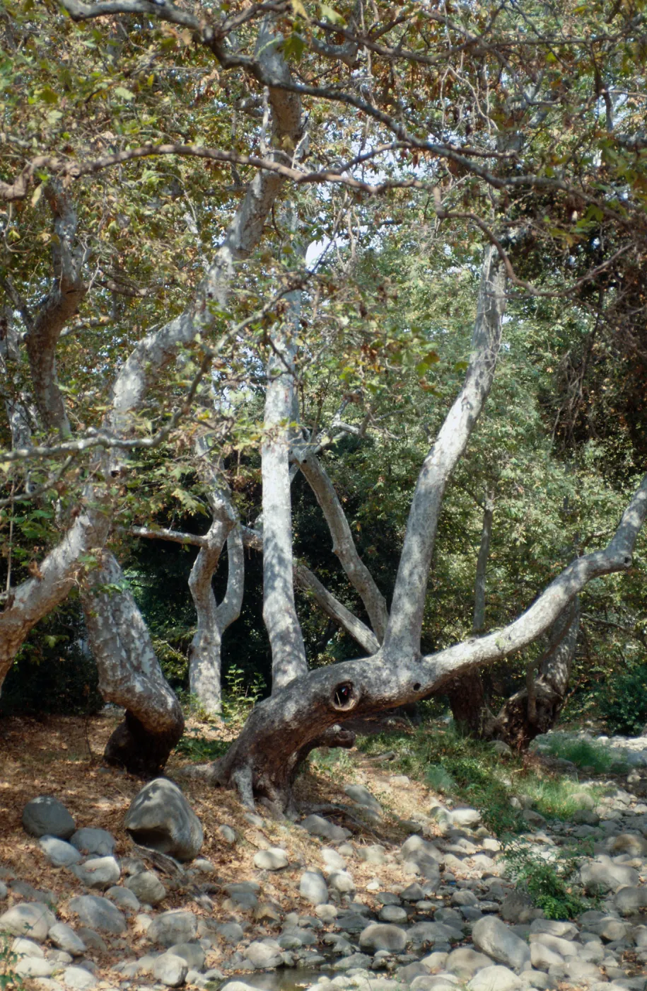 CA, Santa Barbara, Trees: Trunks and bark- Oak Park, grey bark tree