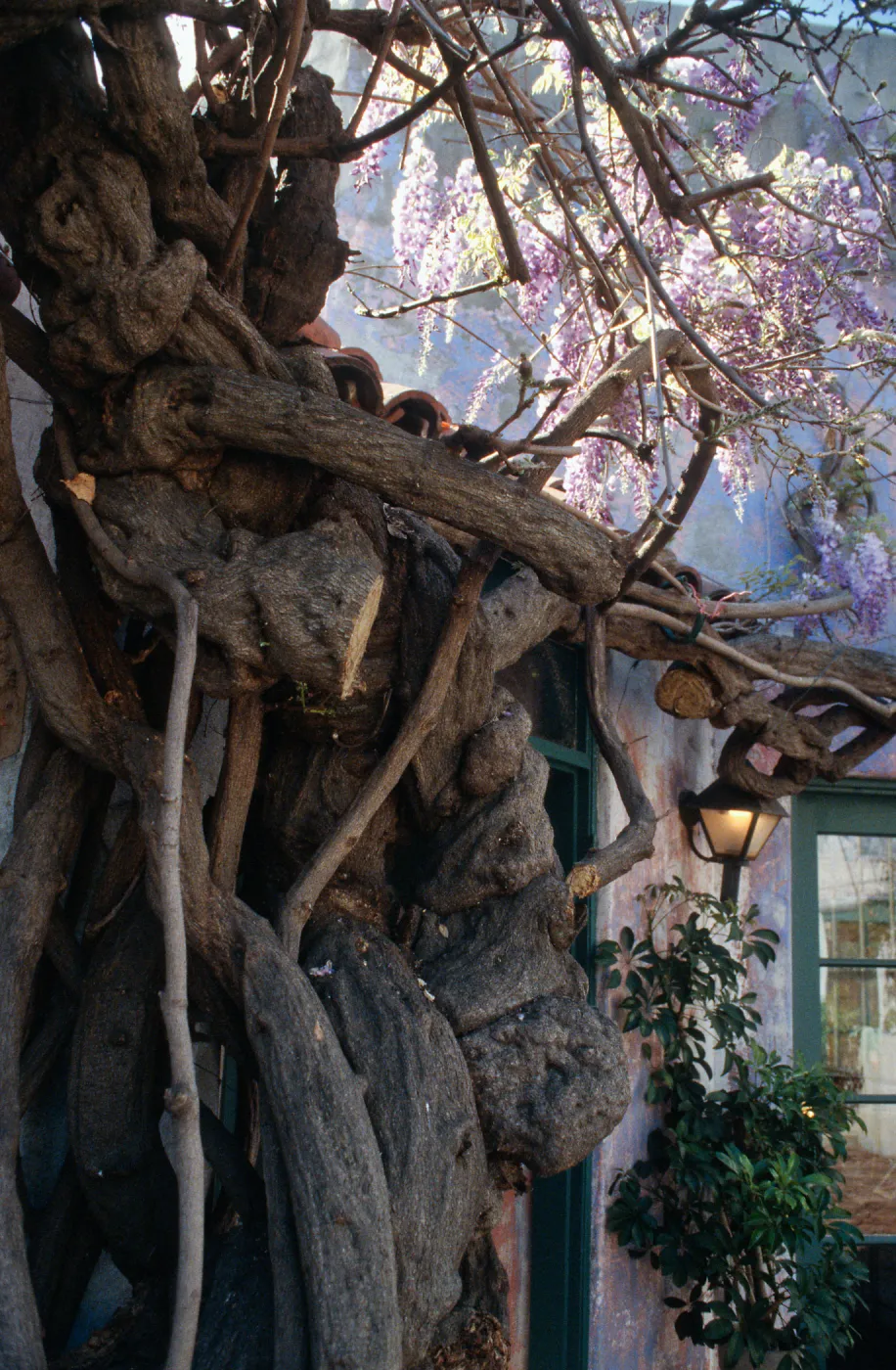 CA, Santa Barbara, Trees: Trunks and bark- wrought tree, vine knots + flowers