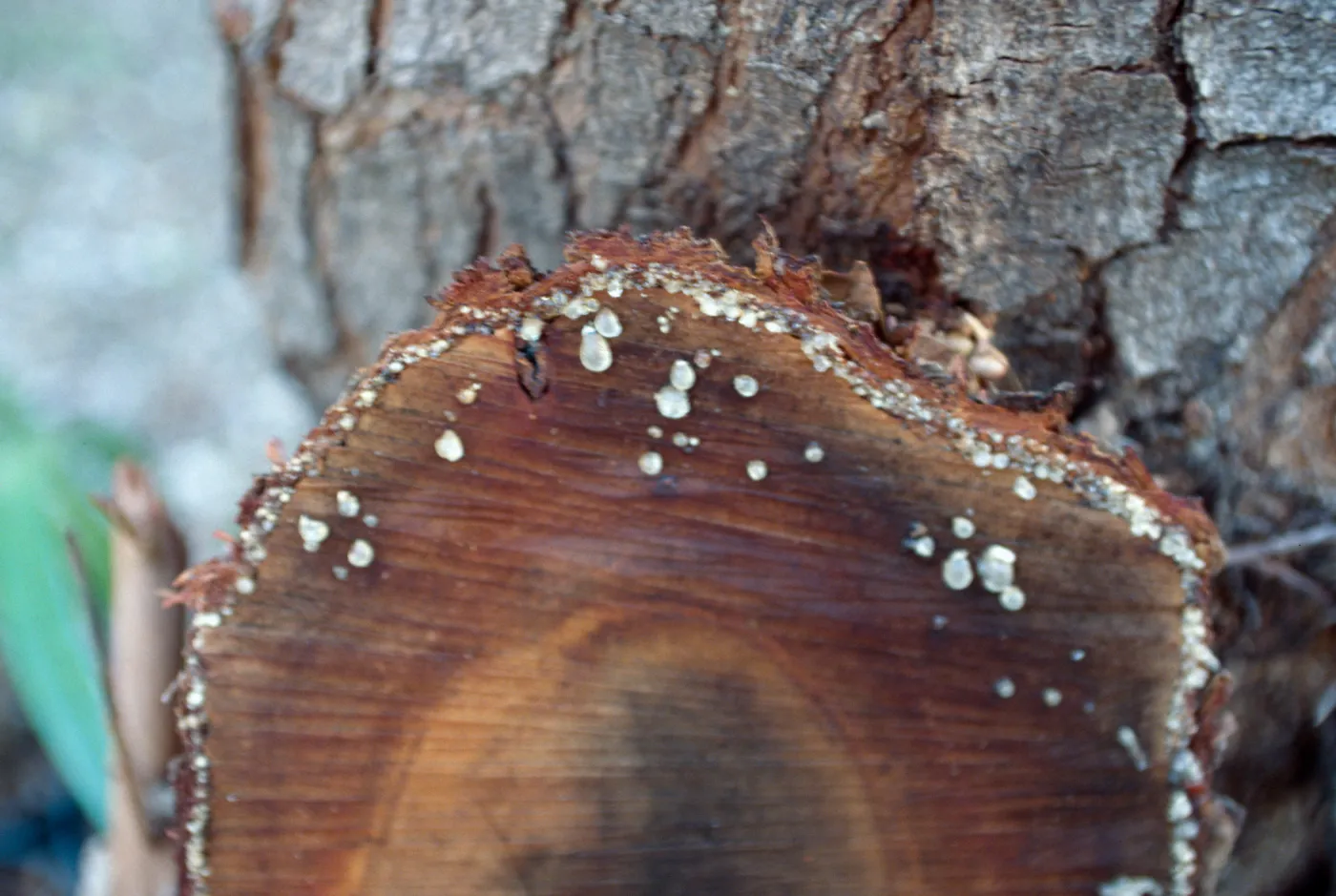 CA, Santa Barbara, Trees, Resin- cut tree, resin drops, pepper tree