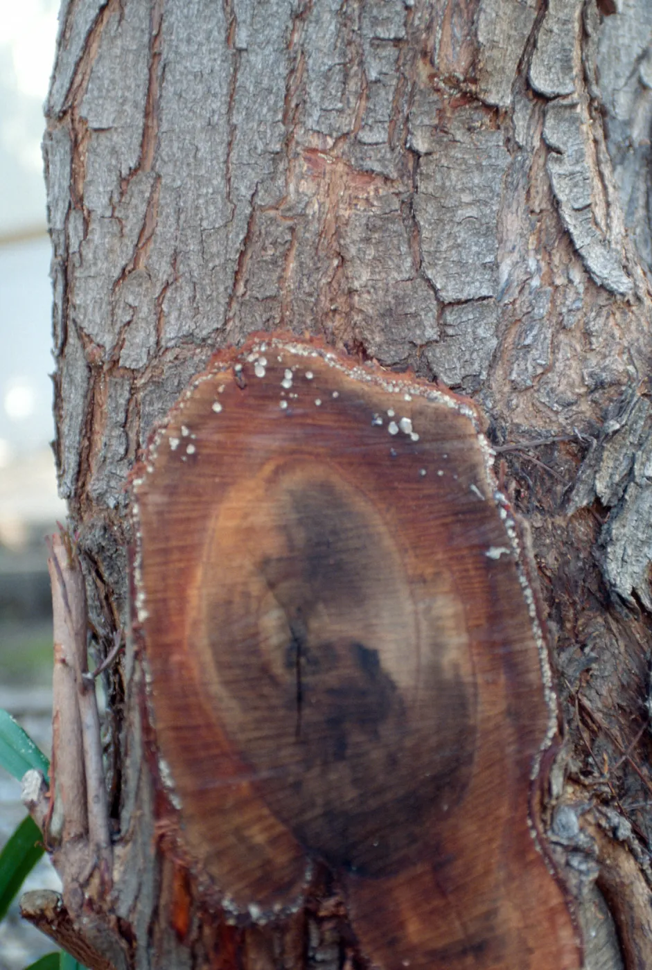 CA, Santa Barbara, Trees, Resin- resin droplets, cut-off tree,