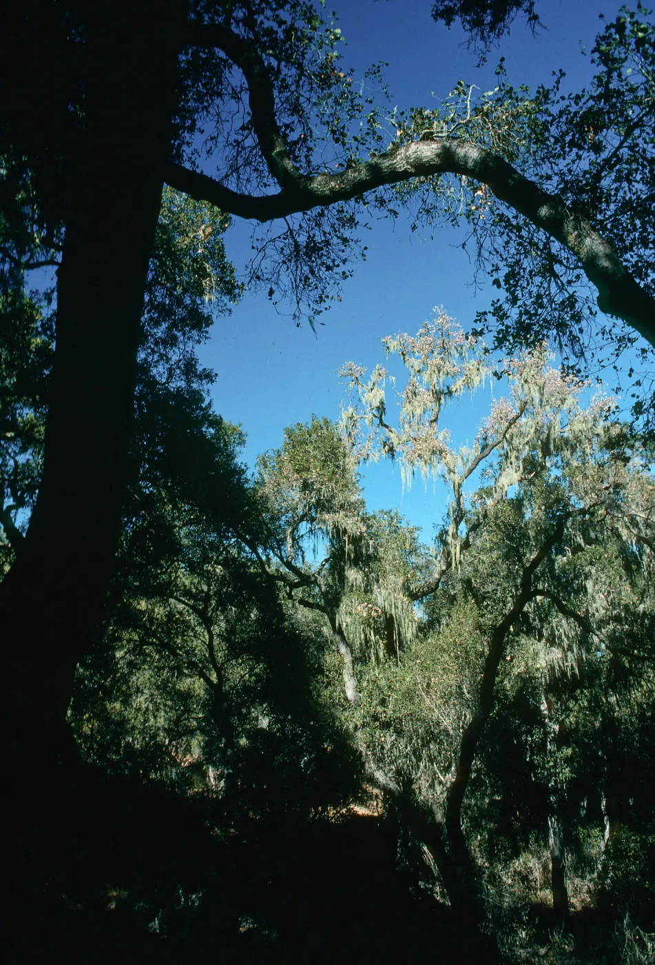 CA, Tree, Parasitic Growths- SB Cty, Alisal Guest Ranch, Moss