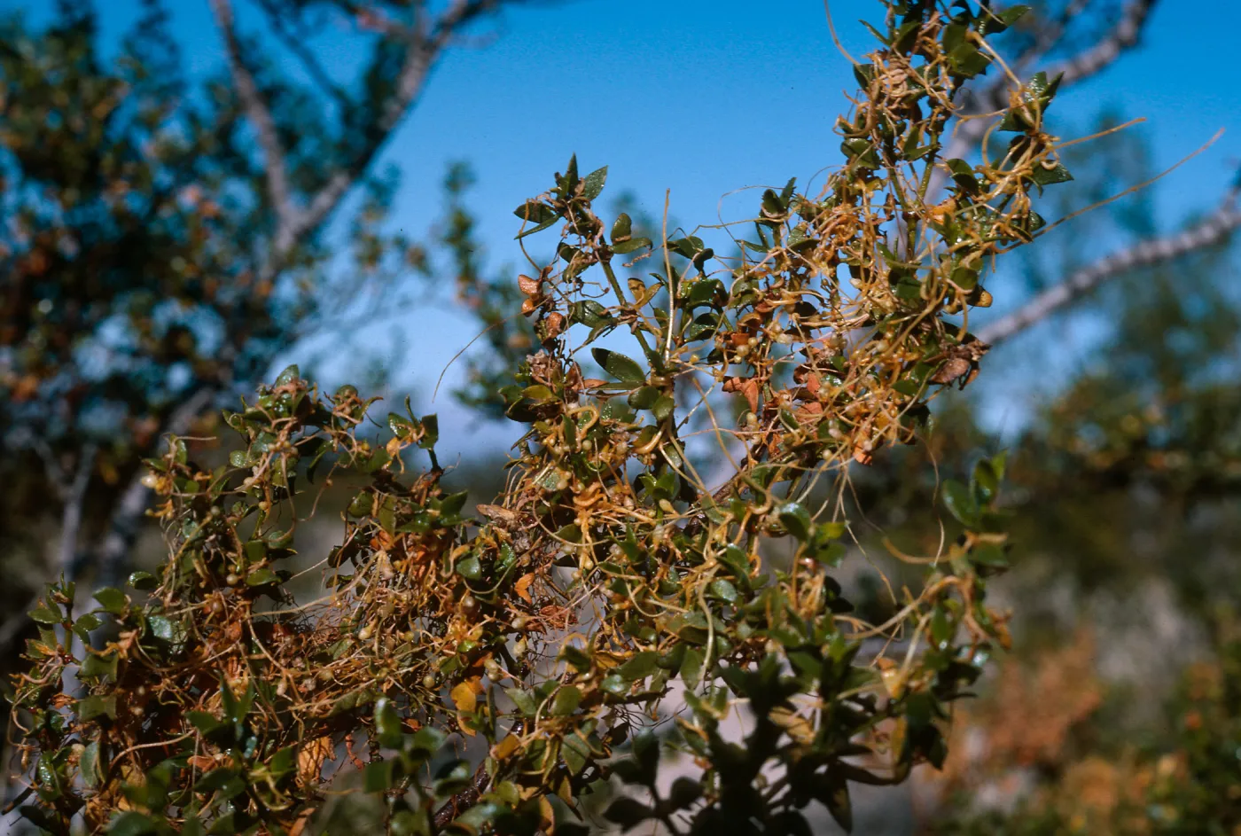 CA, Tree, Parasitic Growths- around Kelso, vegetat. parasite