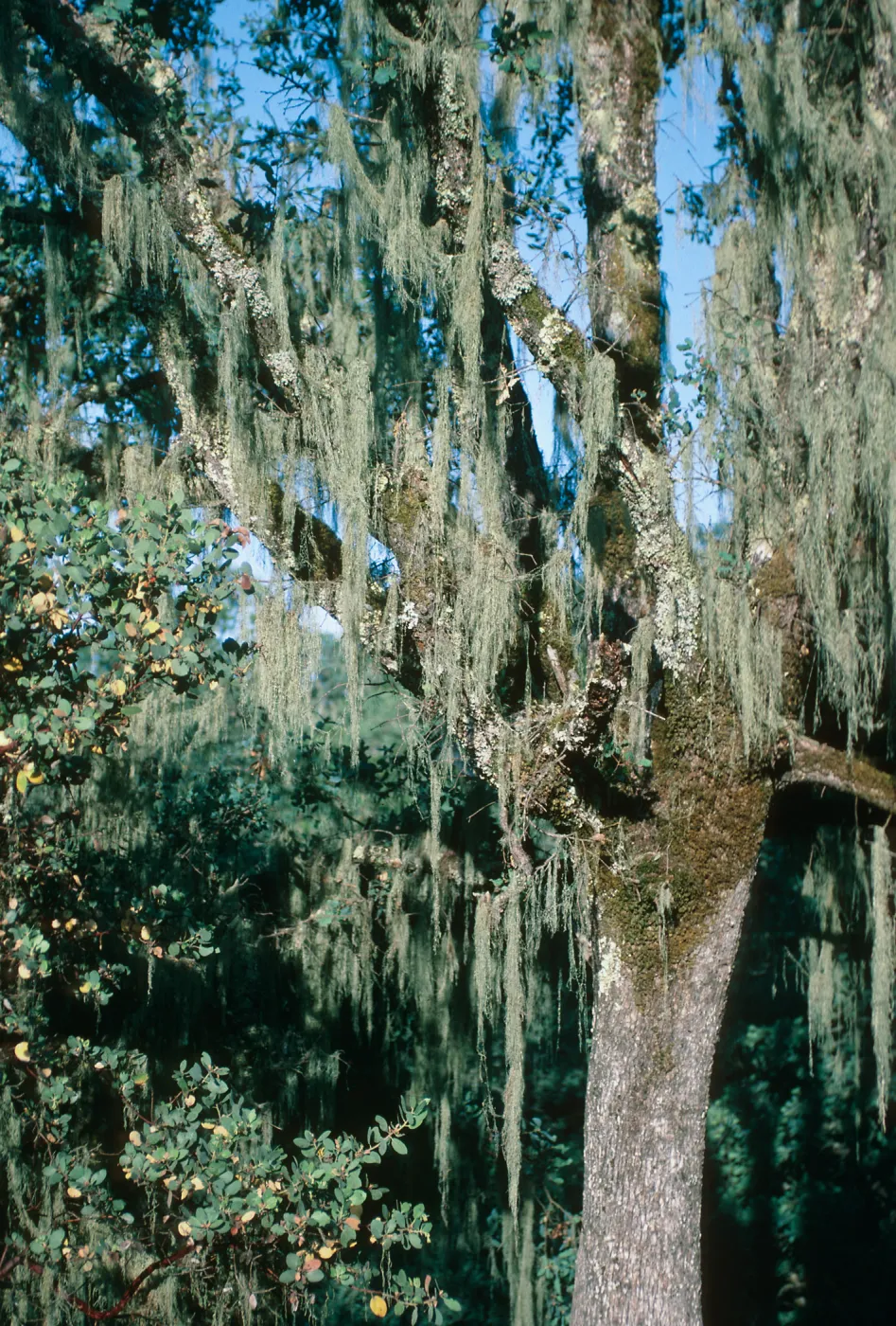CA, Cloverdale, Tree, Parasitic Growths- KOA, trees, moss, landscape