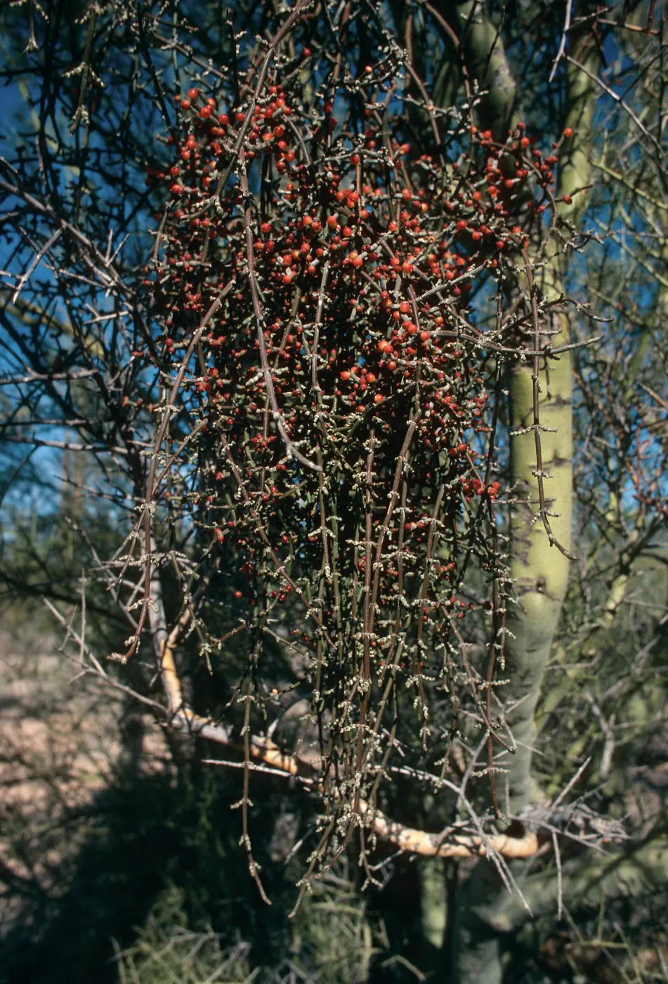 AZ, Tuscon, Tree, Parasitic Growths- Saguaro Ntl. Monument, veg. parasite, mistletoe, desert color