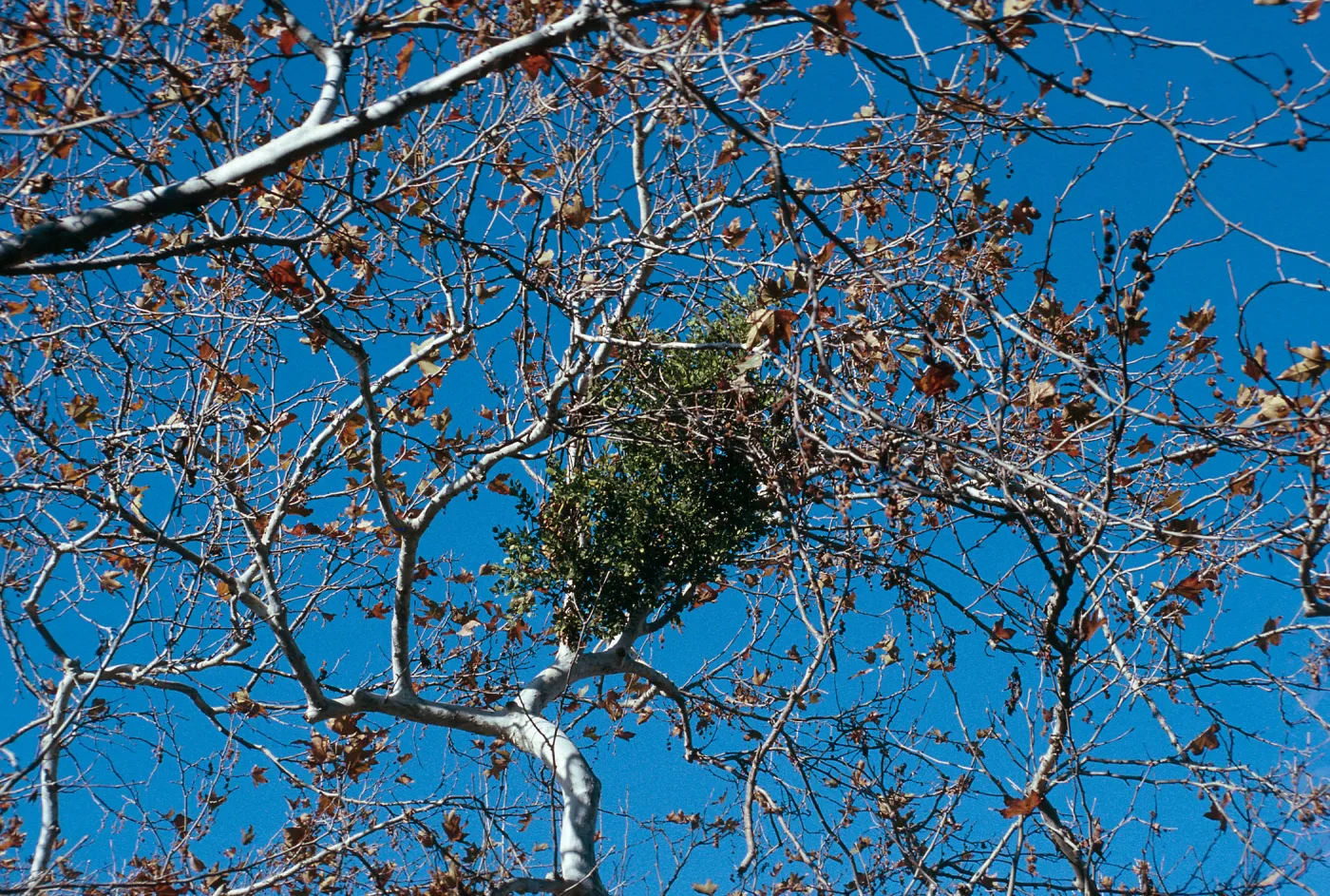 CA, San Juan Capistrano, Tree, Parasitic Growths- Education Center, tree parasite