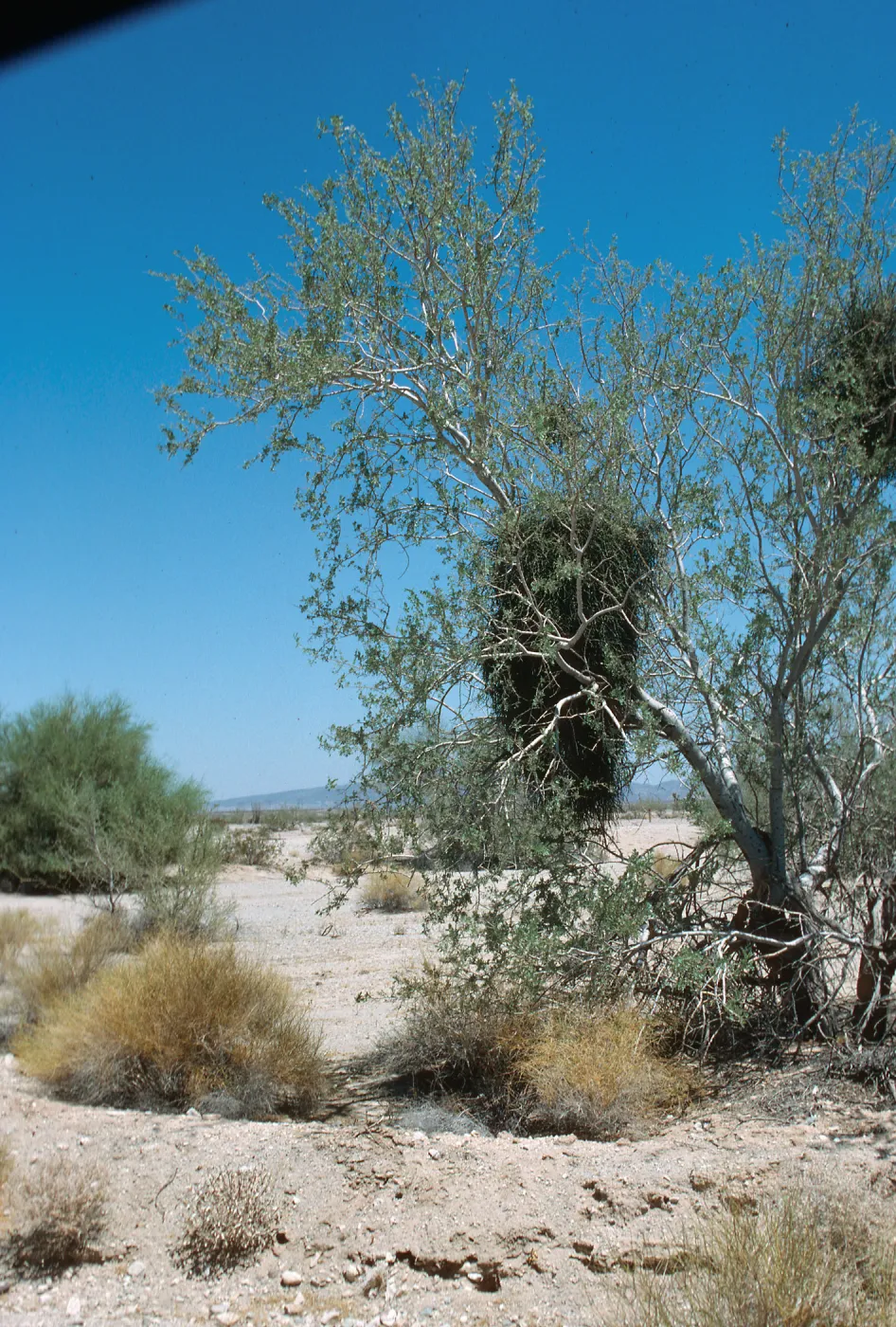 CA, Past dune vista,Tree, Parasitic Growths, Mistletoe plants