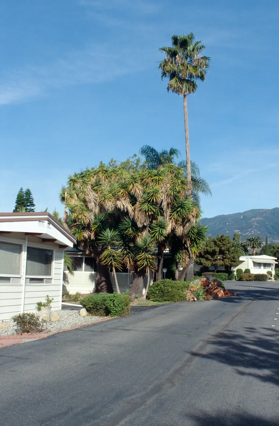 CA, Santa Barbara, Tree Damage- Mobile Home Park storm damage