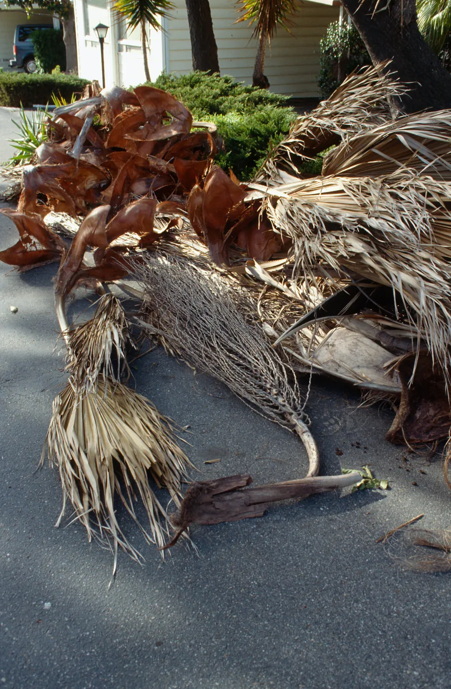 CA, Santa Barbara, Tree Damage- Mobile Home gardens, wind storm