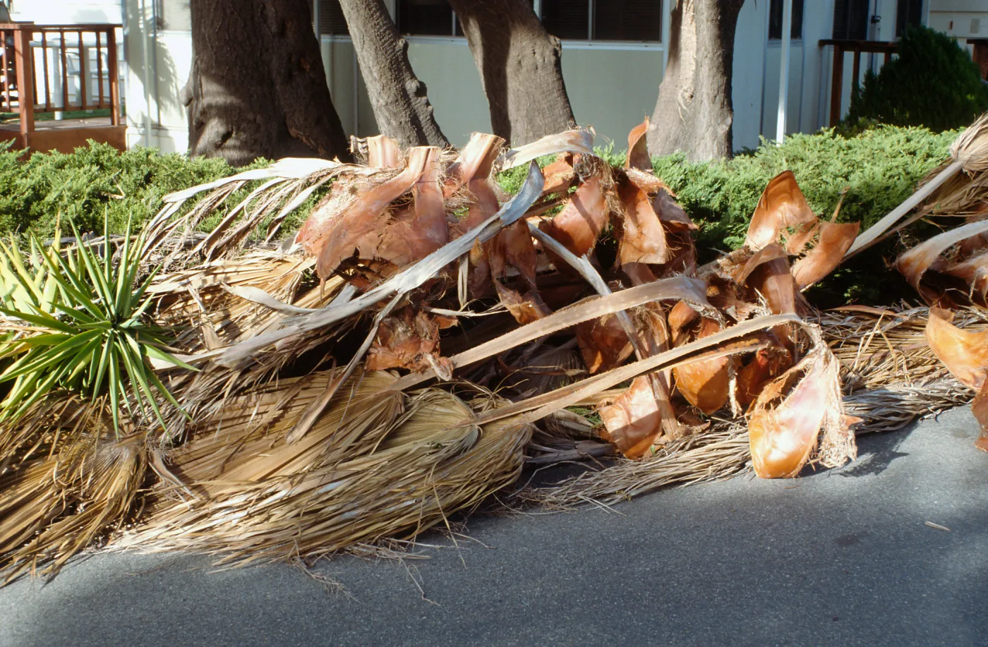 CA, Santa Barbara, Tree Damage- Mobile Home gardens, wind storm