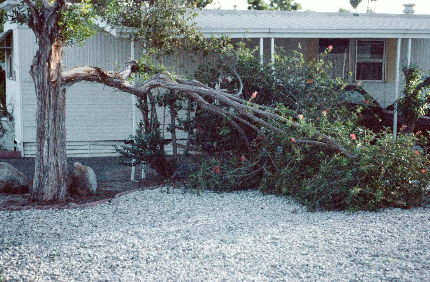 CA, Santa Barbara, Tree Damage- Mobile Home gardens, wind storm