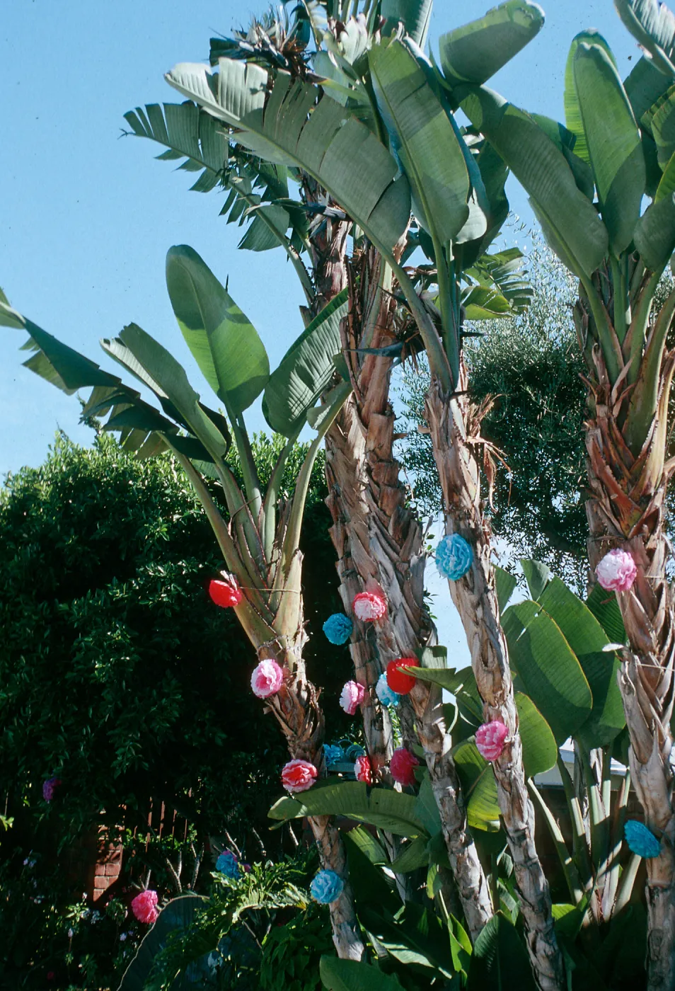 CA, San Juan capistrano, Mobile Home, decorated patio tree