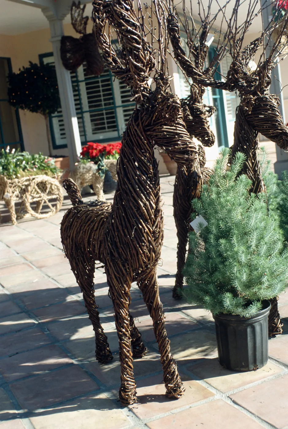 CA, Montecito, Xmas decor, shop sculpture, twigs art