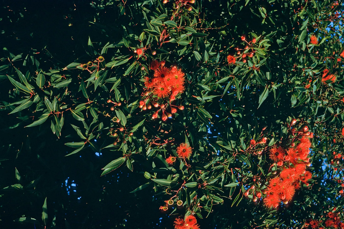 CA, San Francisco, Eucalyptus Trees- Parkmerced