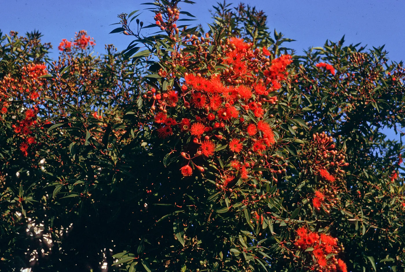 CA, San Francisco, Eucalyptus Trees- Parkmerced