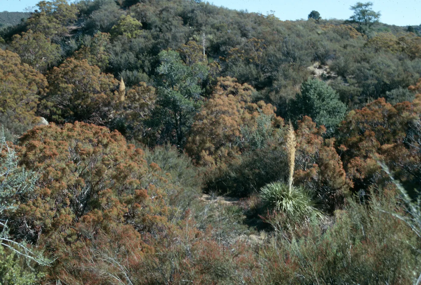 CA, Anza, Trees, Vegetation, Landscape- on the road near Anza