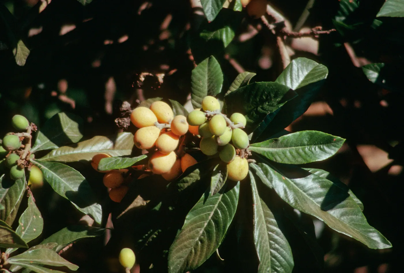 CA, San Juan Capistrano, Trees, fruit