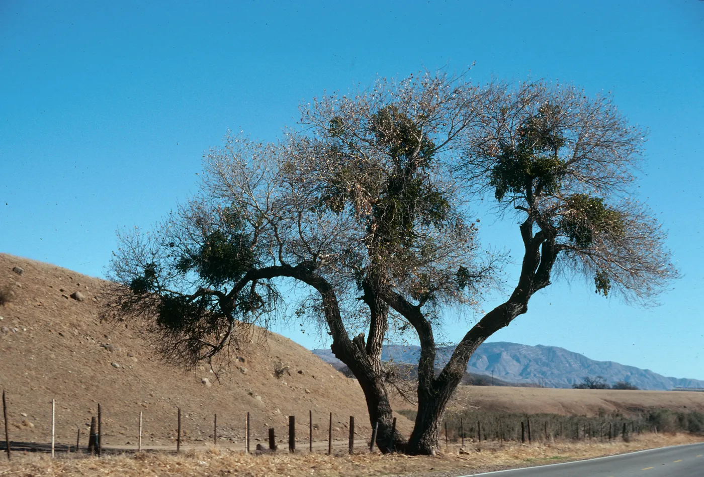 CA, Paso Robles, Landscape tree