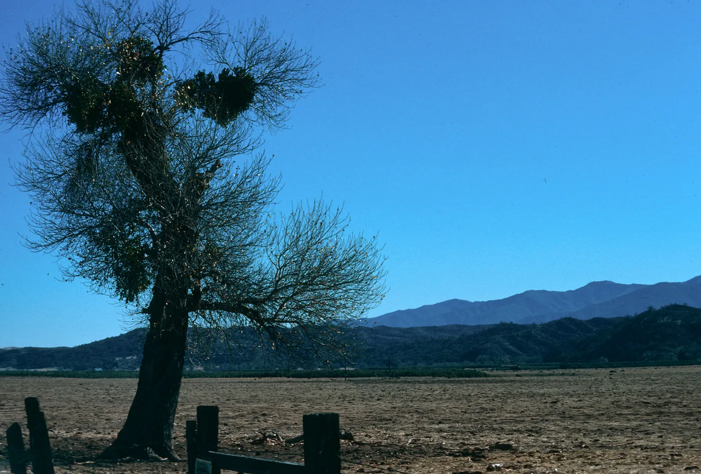 CA, Paso Robles, Landscape tree