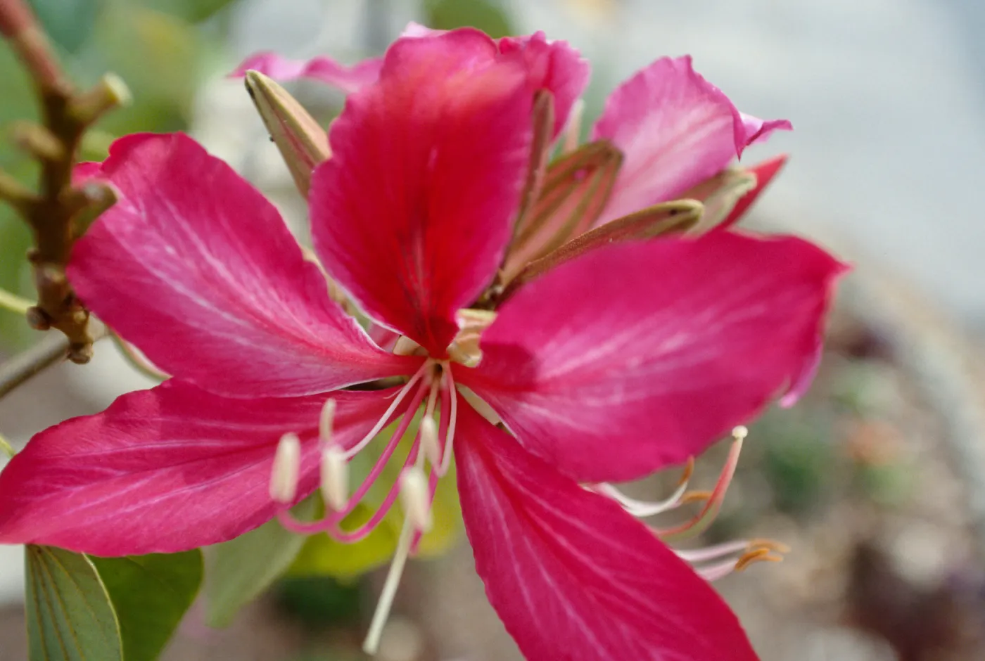 CA, Santa Barbara, Bauhinia, Flowering- Mobile Home Park, Bauhinia trees