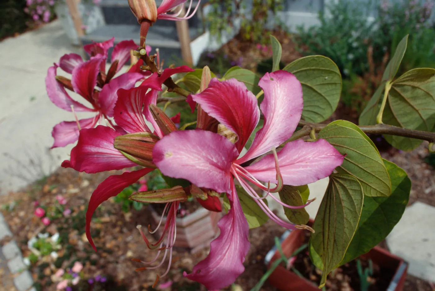 CA, Santa Barbara, Bauhinia, Flowering- Mobile Home Park, Bauhinia trees