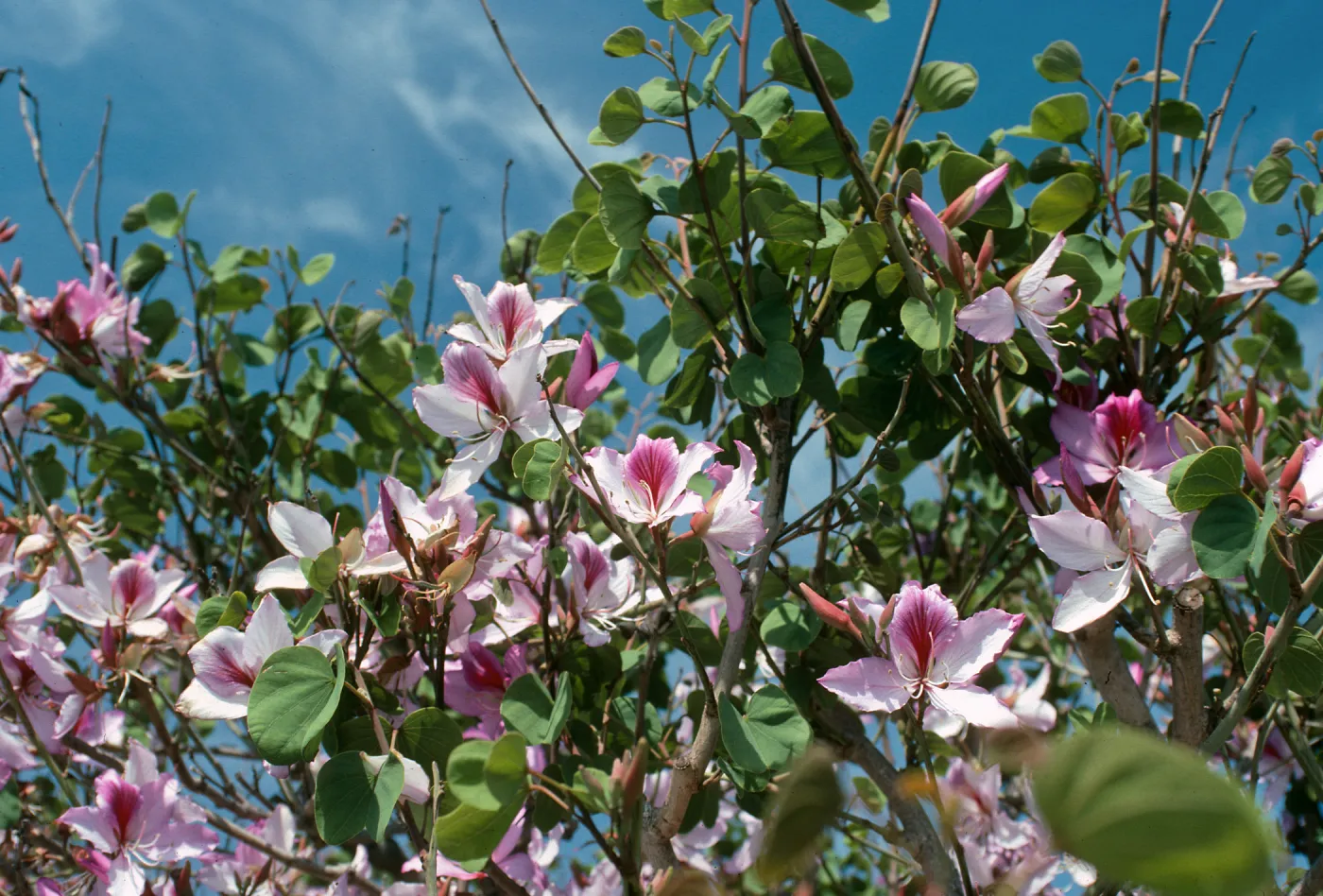CA, Santa Barbara, Bauhinia, Flowering- Mobile Home Park, Bauhinia trees
