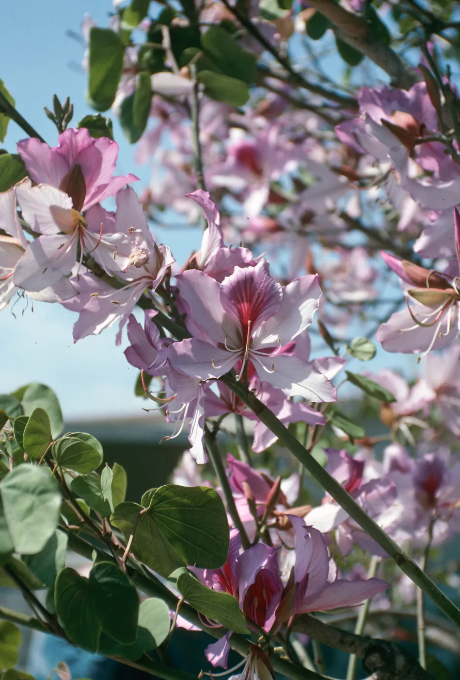 CA, Santa Barbara, Bauhinia, Flowering- Mobile Home Park, Bauhinia trees
