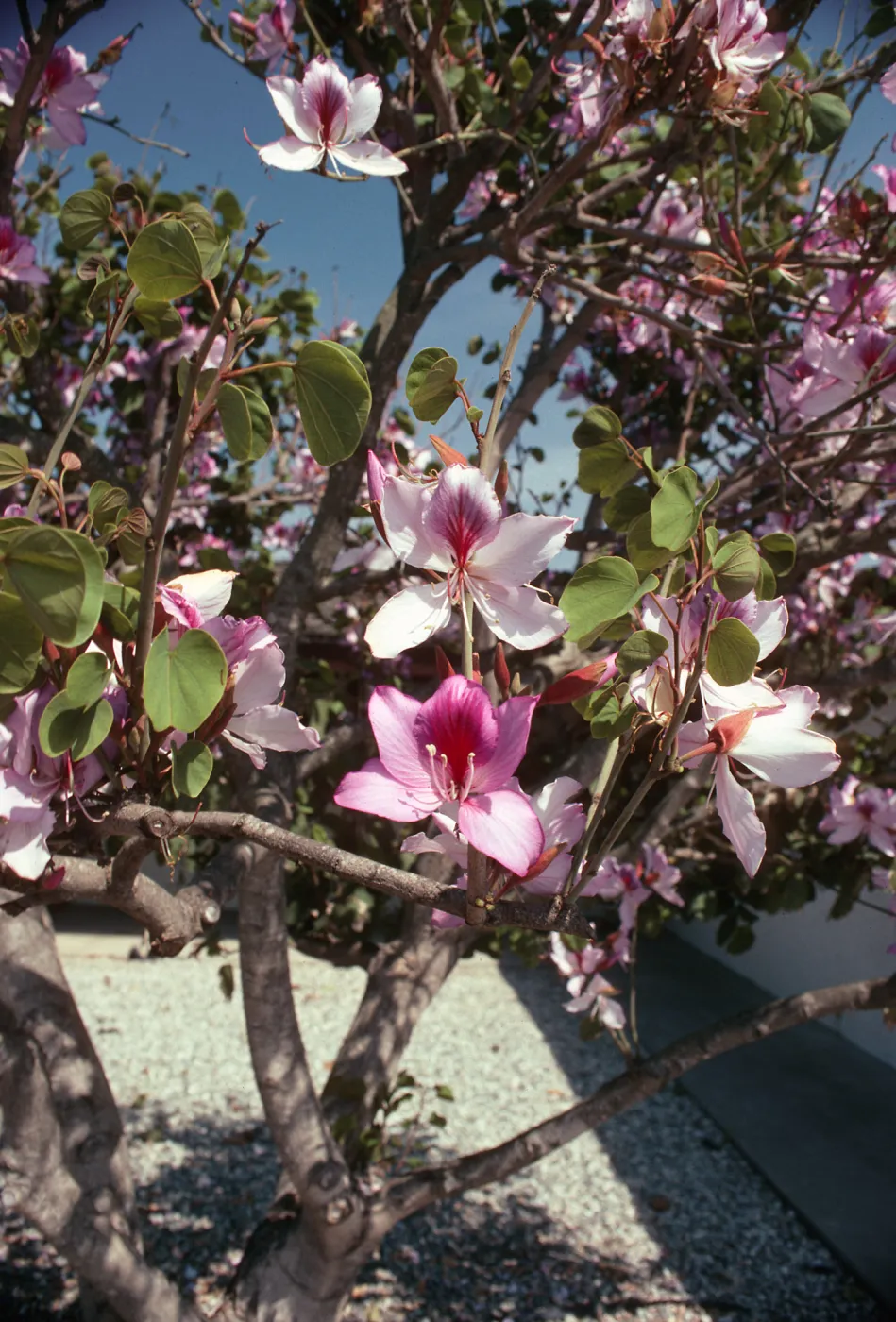 CA, Santa Barbara, Bauhinia, Flowering- Mobile Home Park, Bauhinia trees