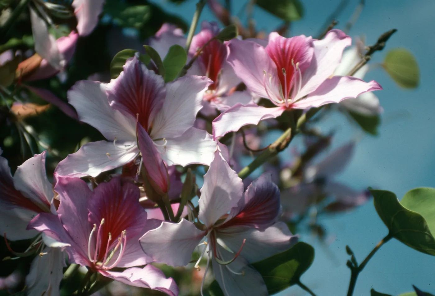 CA, Santa Barbara, Bauhinia, Flowering- Mobile Home Park, Bauhinia trees