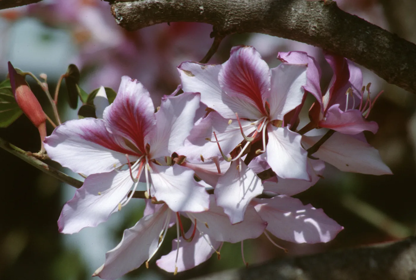 CA, Santa Barbara, Bauhinia, Flowering- Mobile Home Park, Bauhinia trees