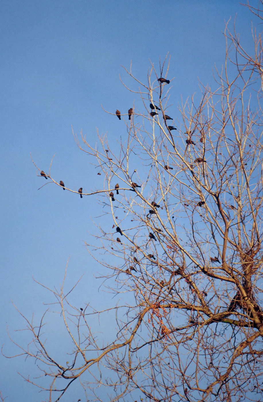 CA, Santa Barbara, Bird flock in tree